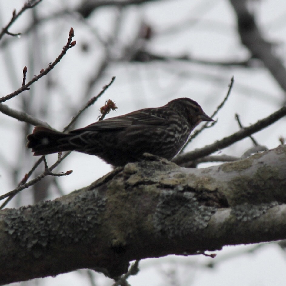 Red-winged Blackbird - ML389993891