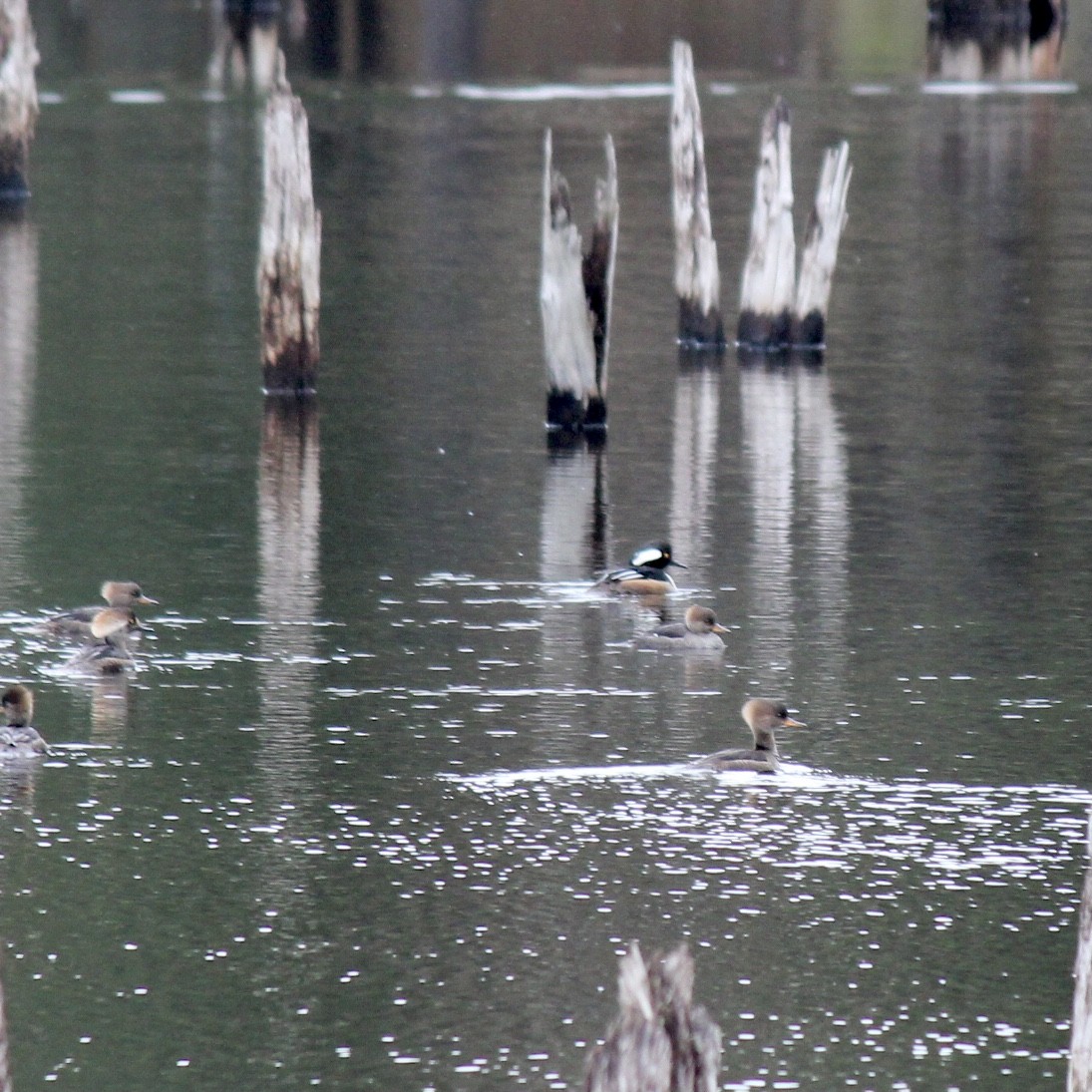 Hooded Merganser - ML389994071