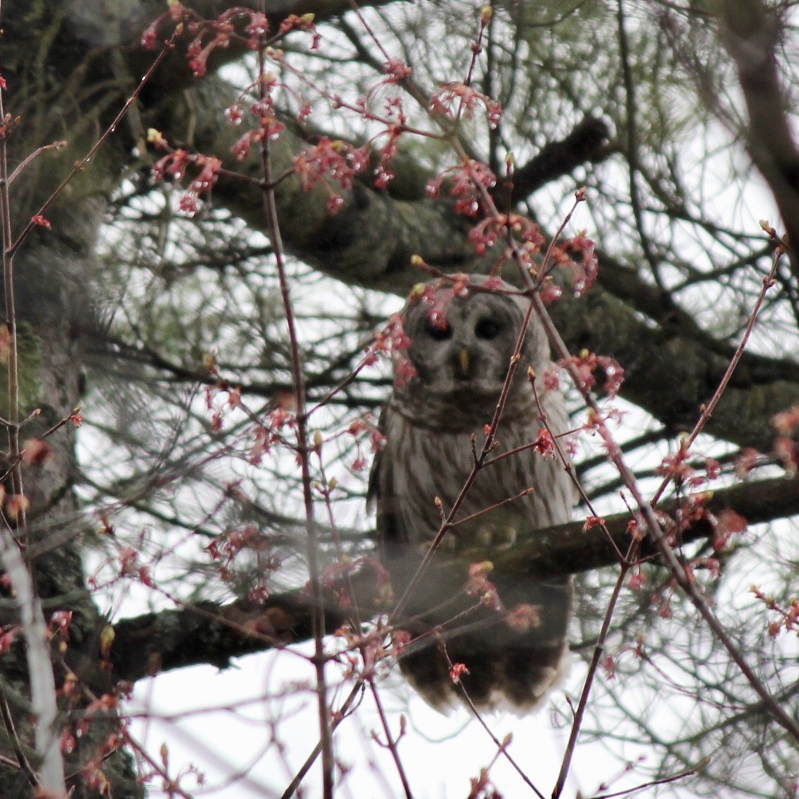 Barred Owl - ML389994131