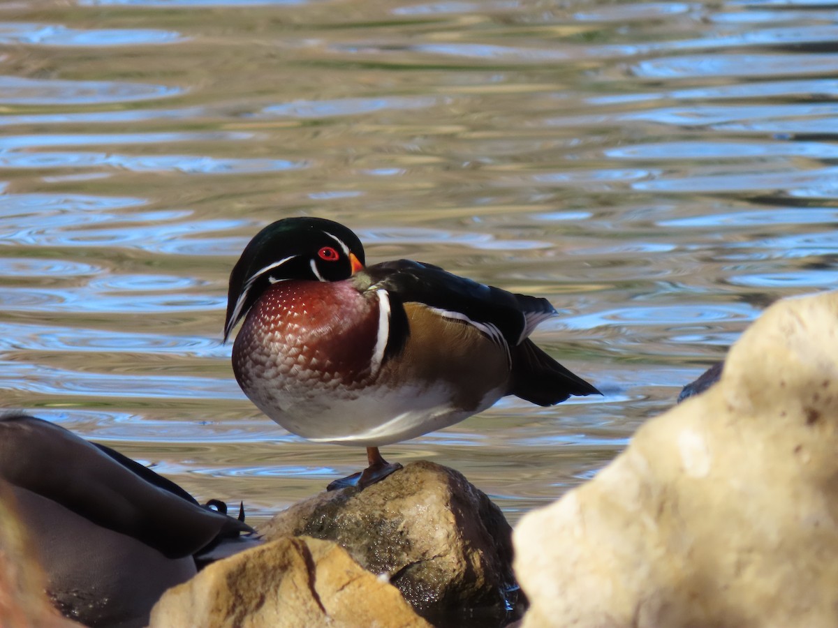 Wood Duck - ML389994151