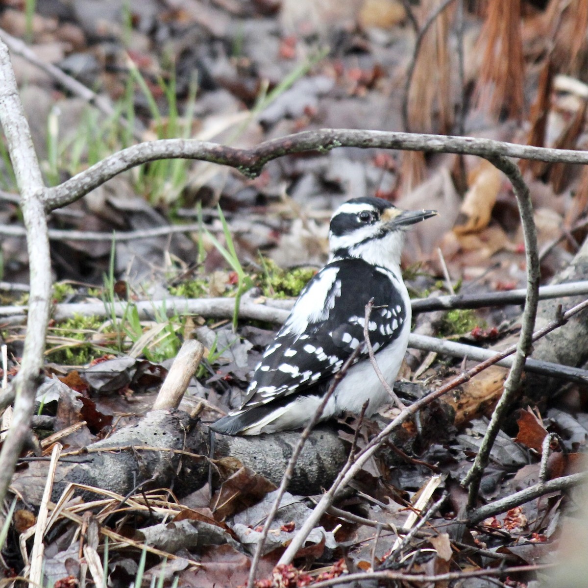 Hairy Woodpecker - ML389994251