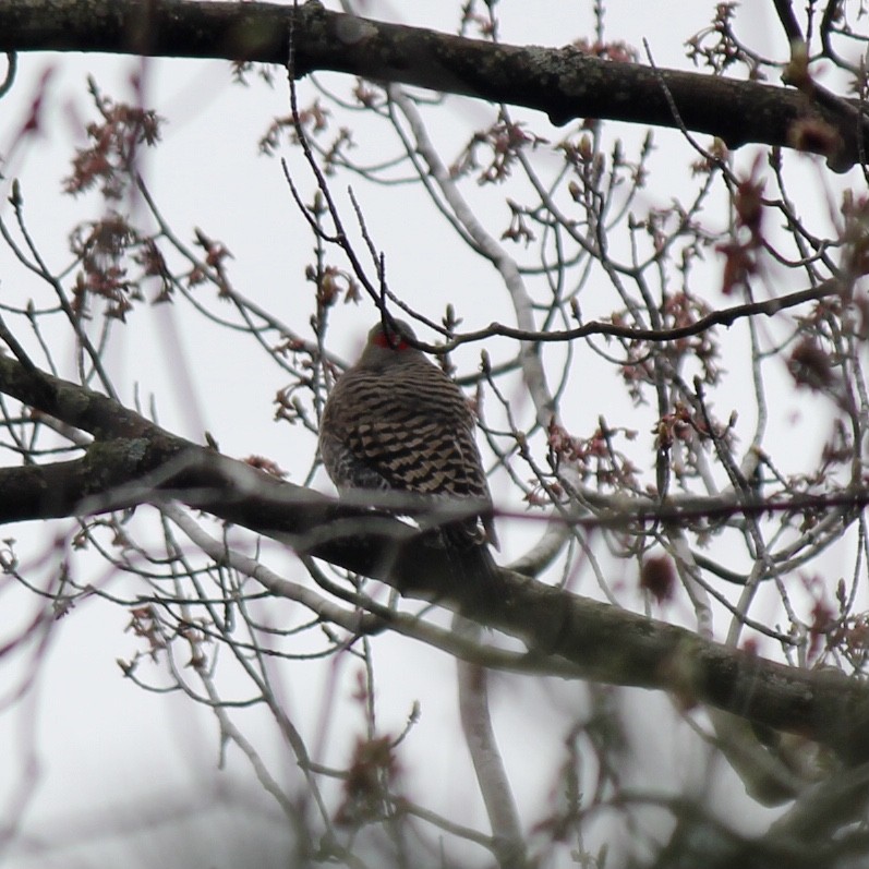 Northern Flicker - ML389994371