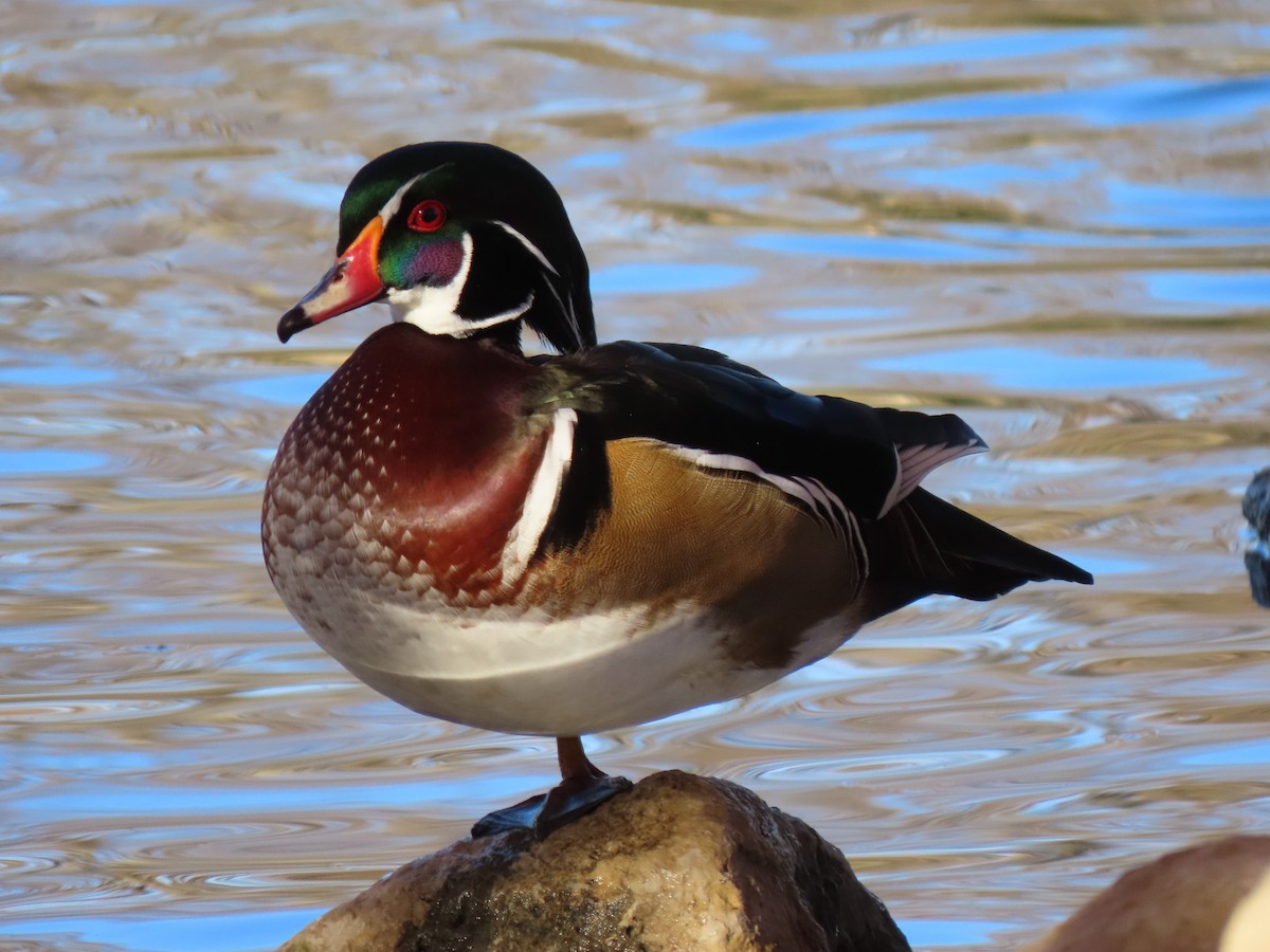 Wood Duck - ML389994441