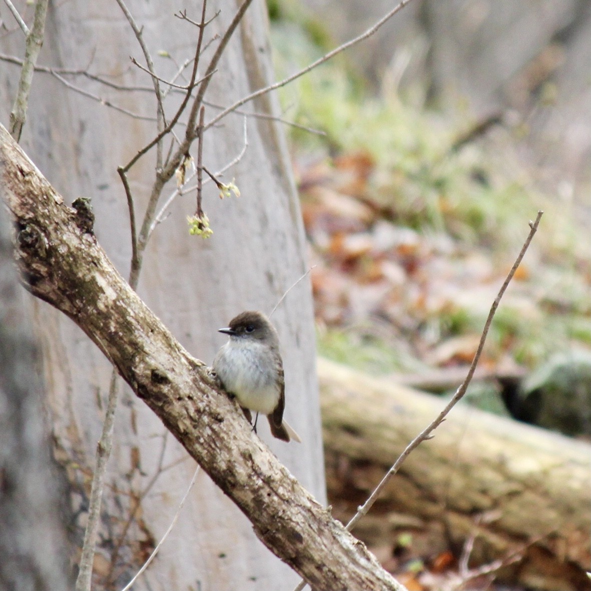 Eastern Phoebe - ML389994541