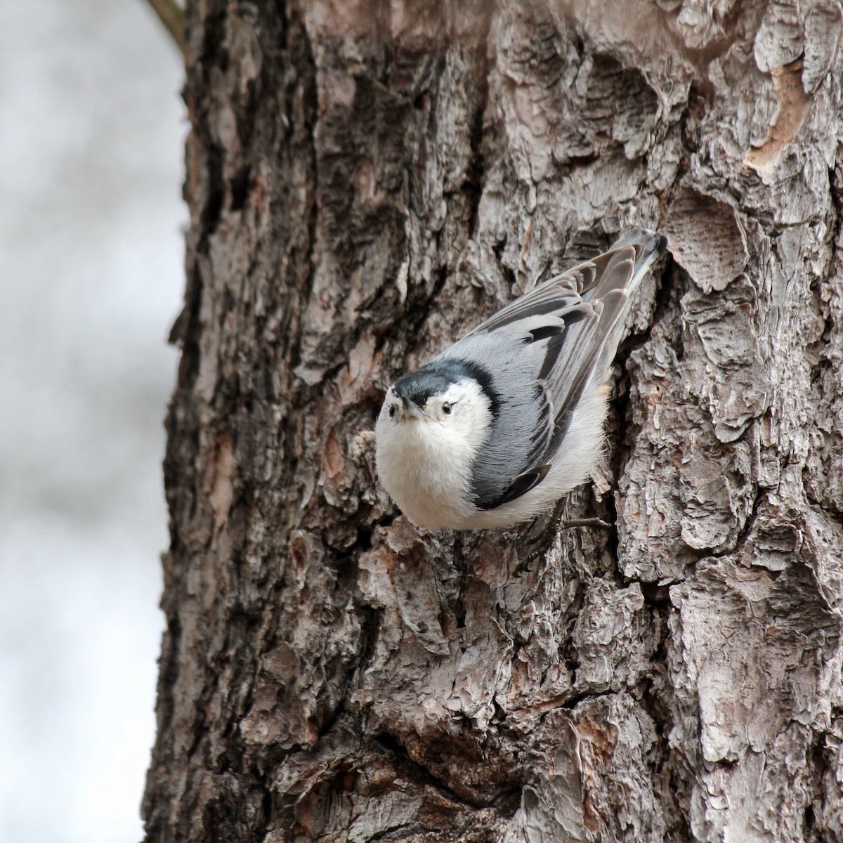 White-breasted Nuthatch - ML389994731