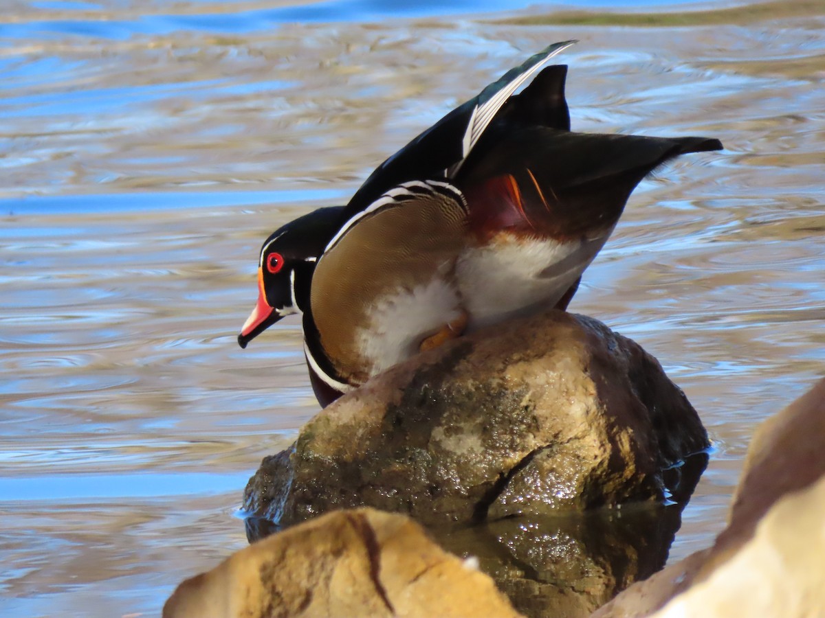 Wood Duck - ML389994841