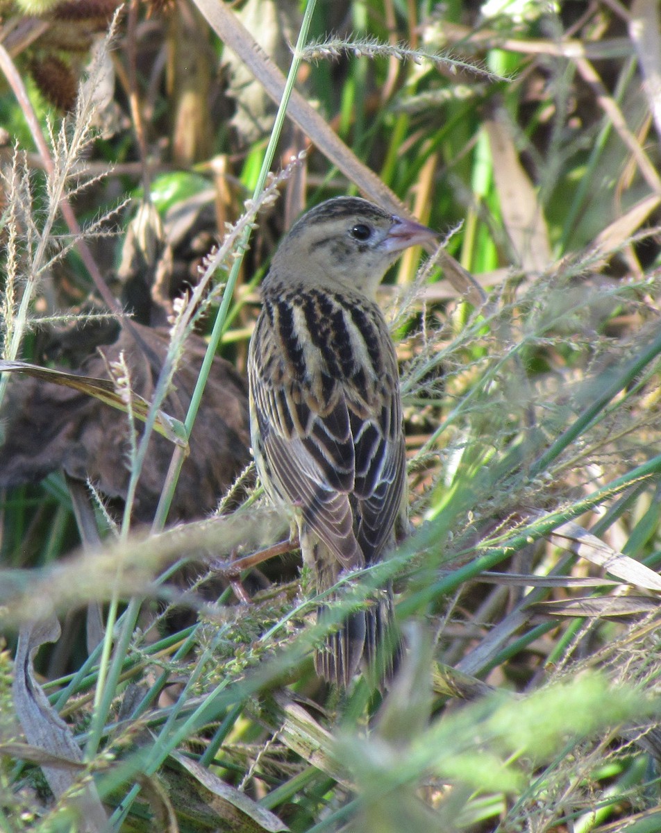 bobolink americký - ML38999501