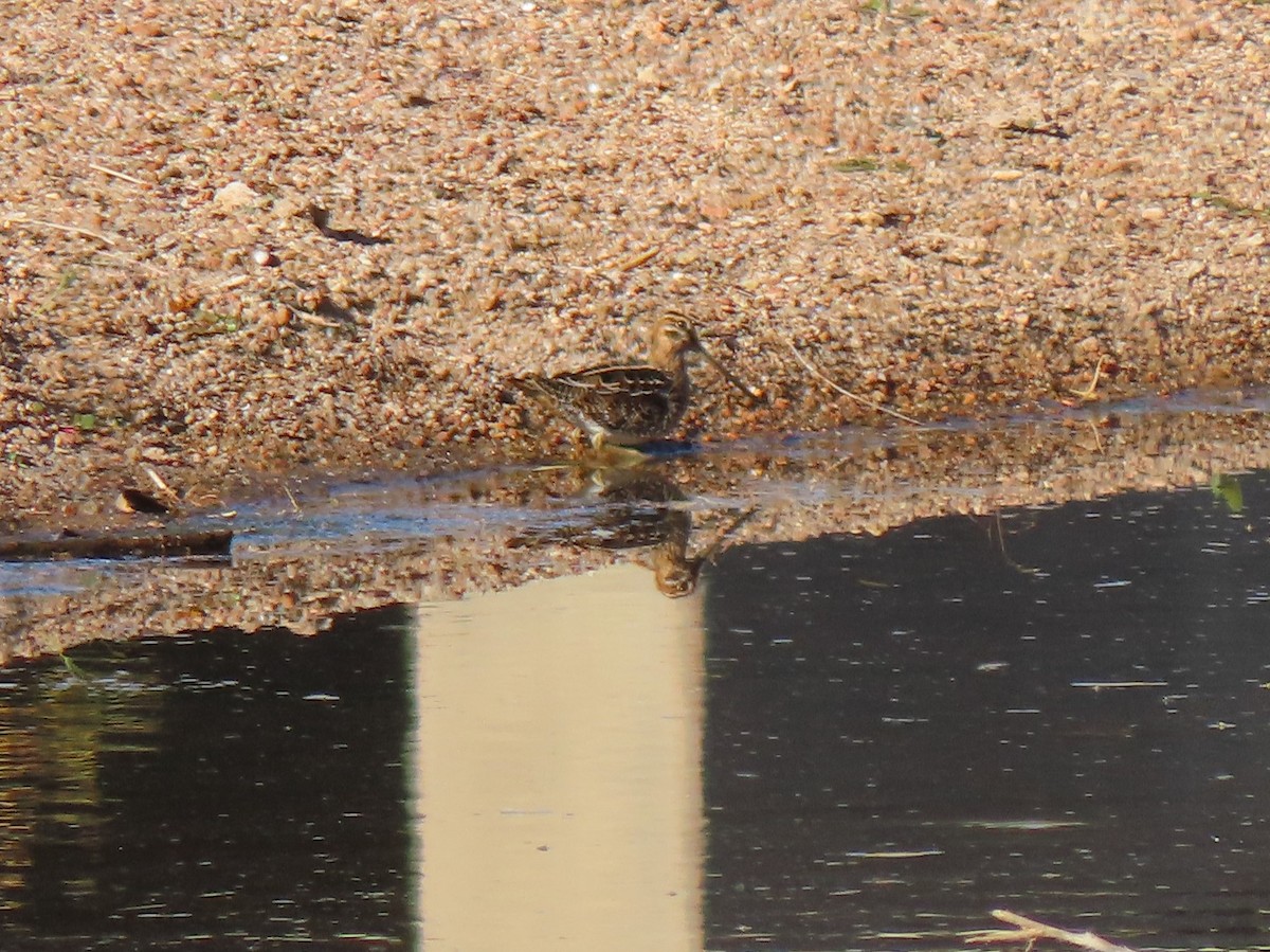 Wilson's Snipe - ML389995031