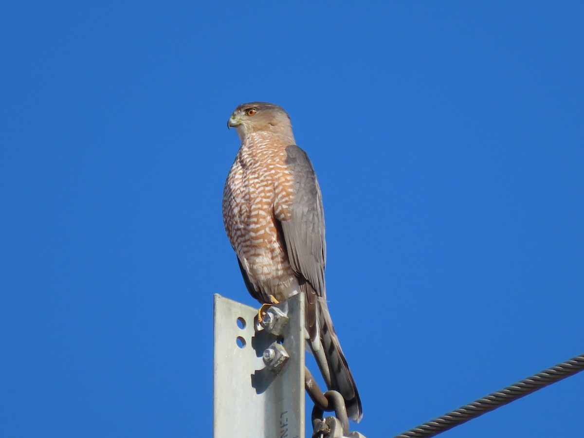 Cooper's Hawk - ML389995351
