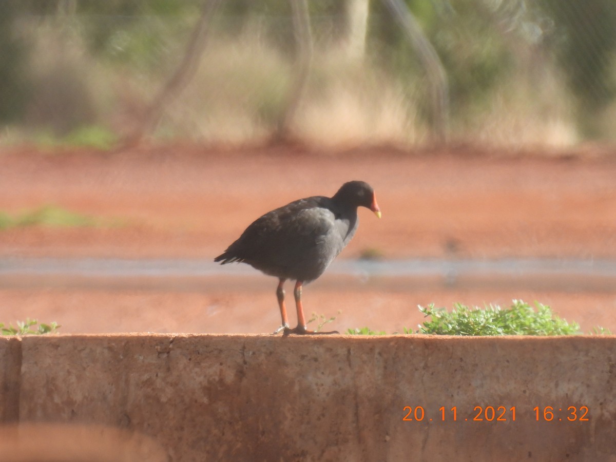 Dusky Moorhen - ML389995411