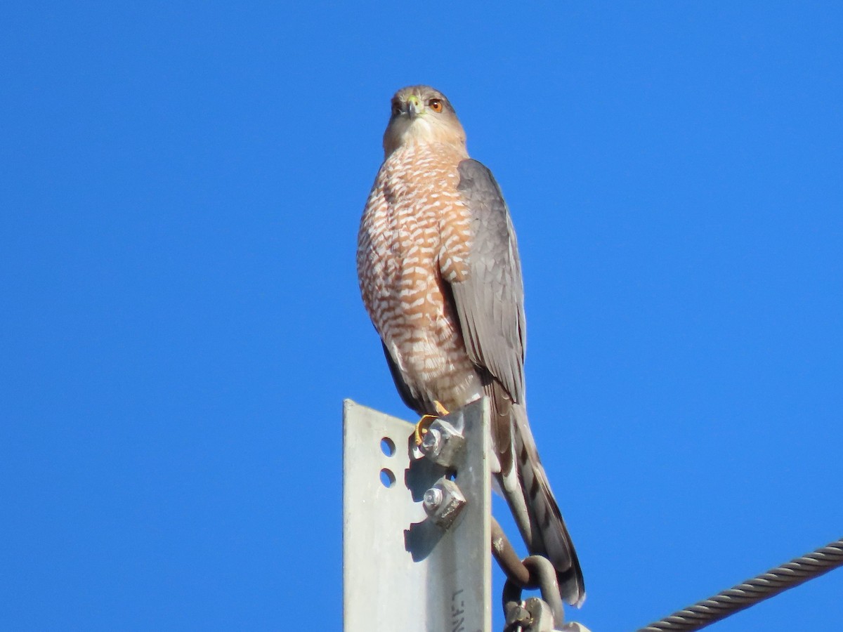 Cooper's Hawk - ML389995641