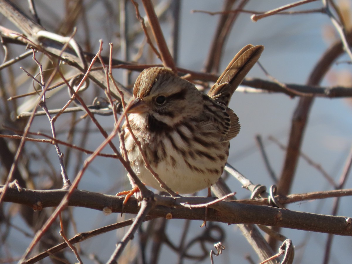 Song Sparrow - ML389995721