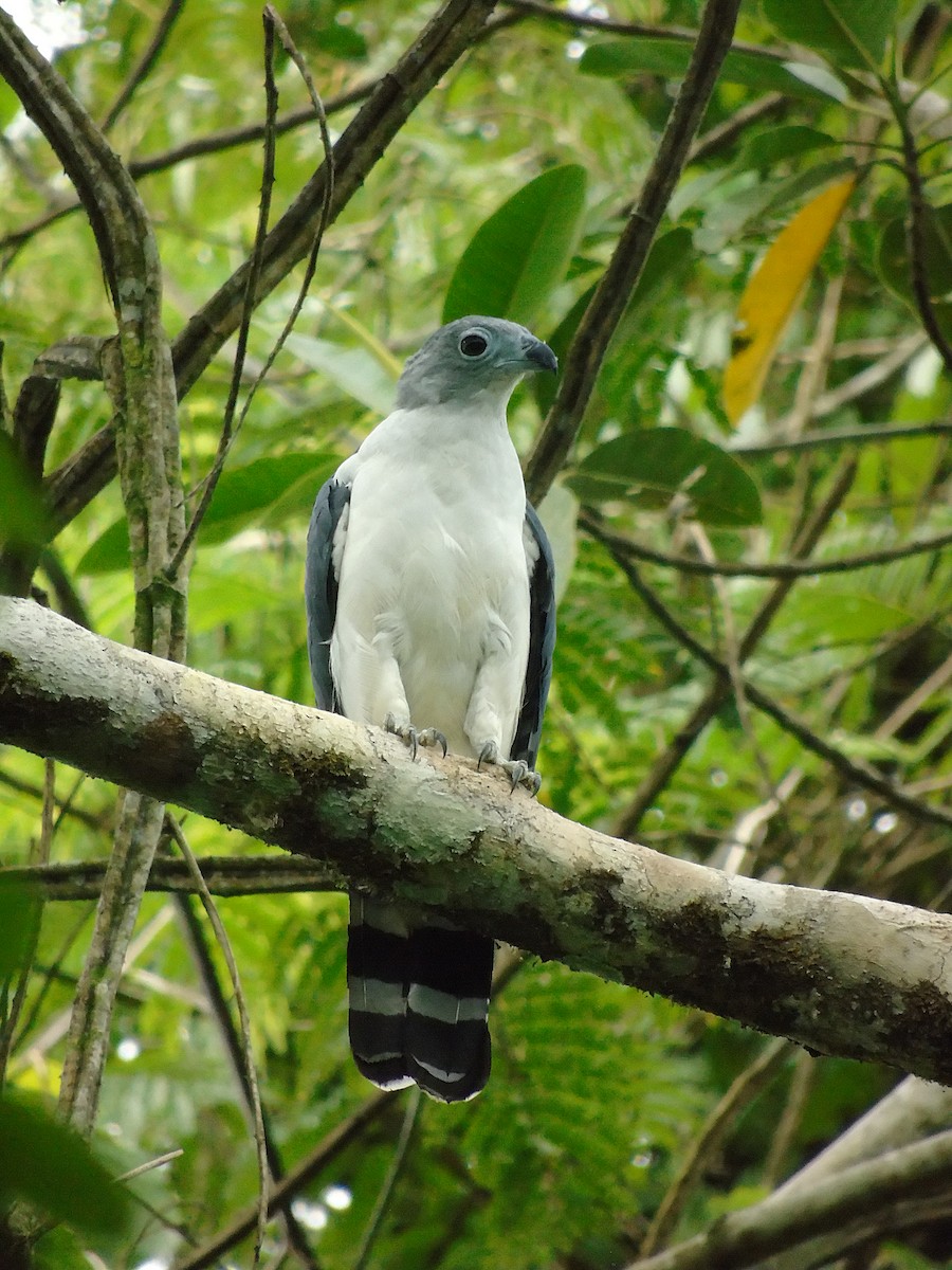 Gray-headed Kite - ML389996021