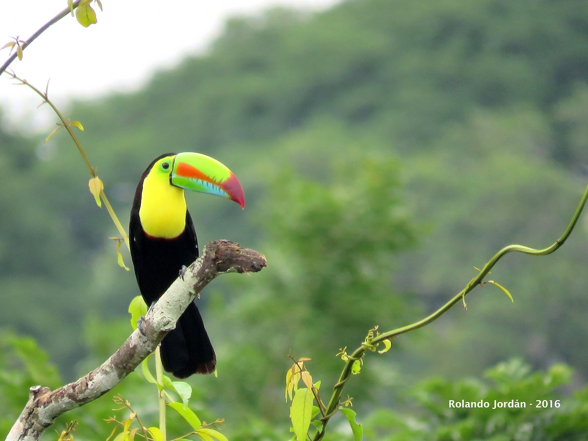 Keel-billed Toucan - Rolando Jordan