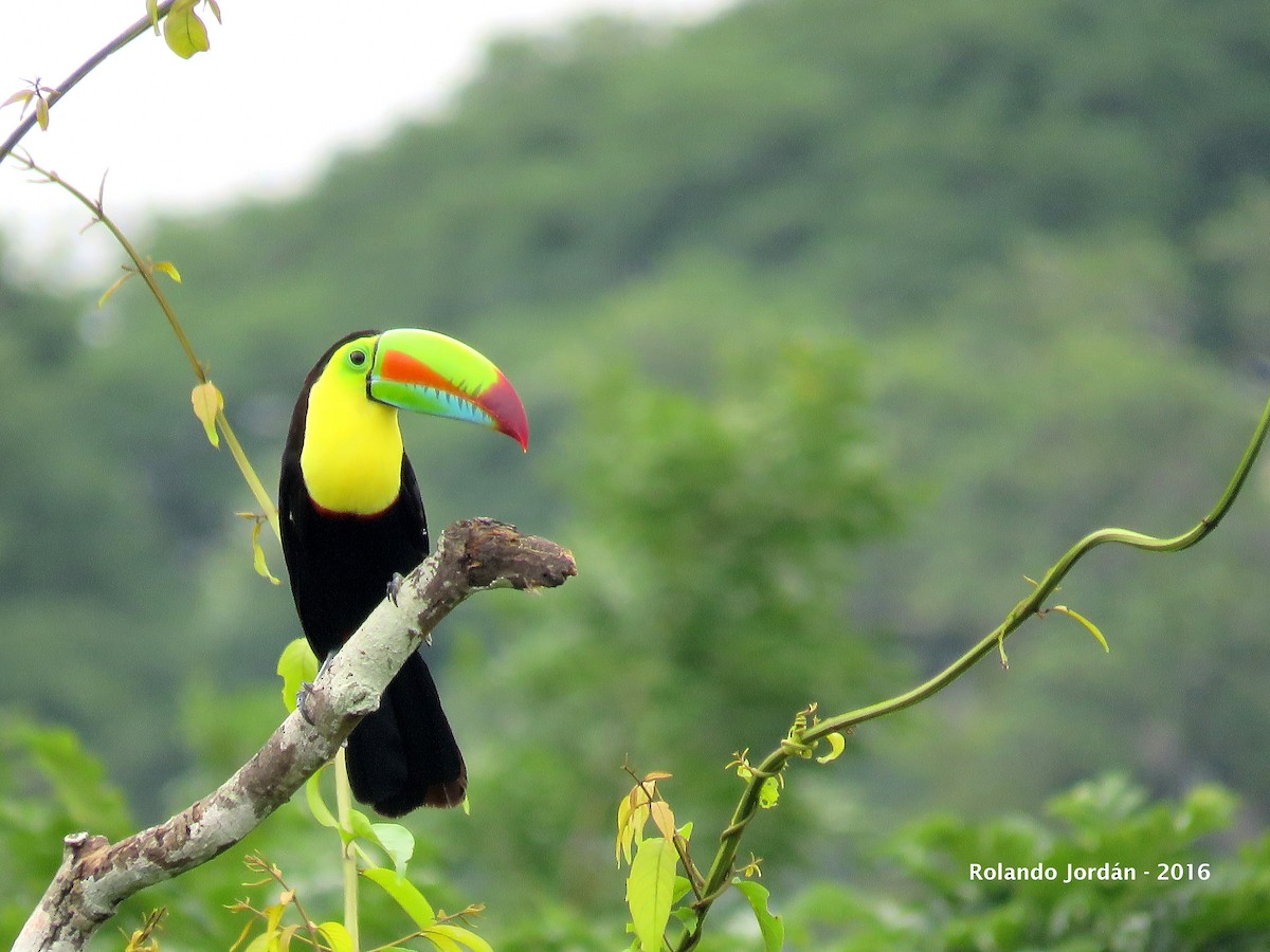 Keel-billed Toucan - ML38999661