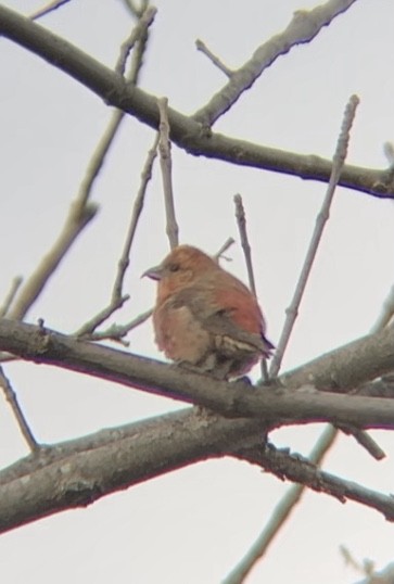 Red Crossbill - ML389997491