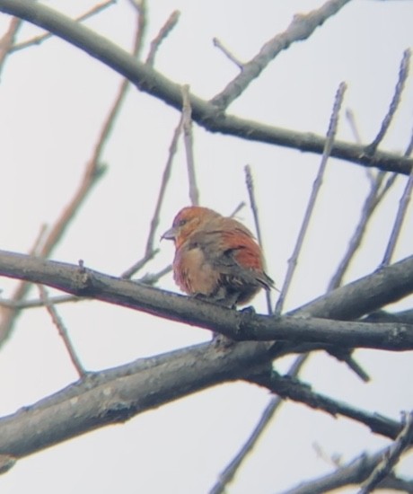 Red Crossbill - ML389997501