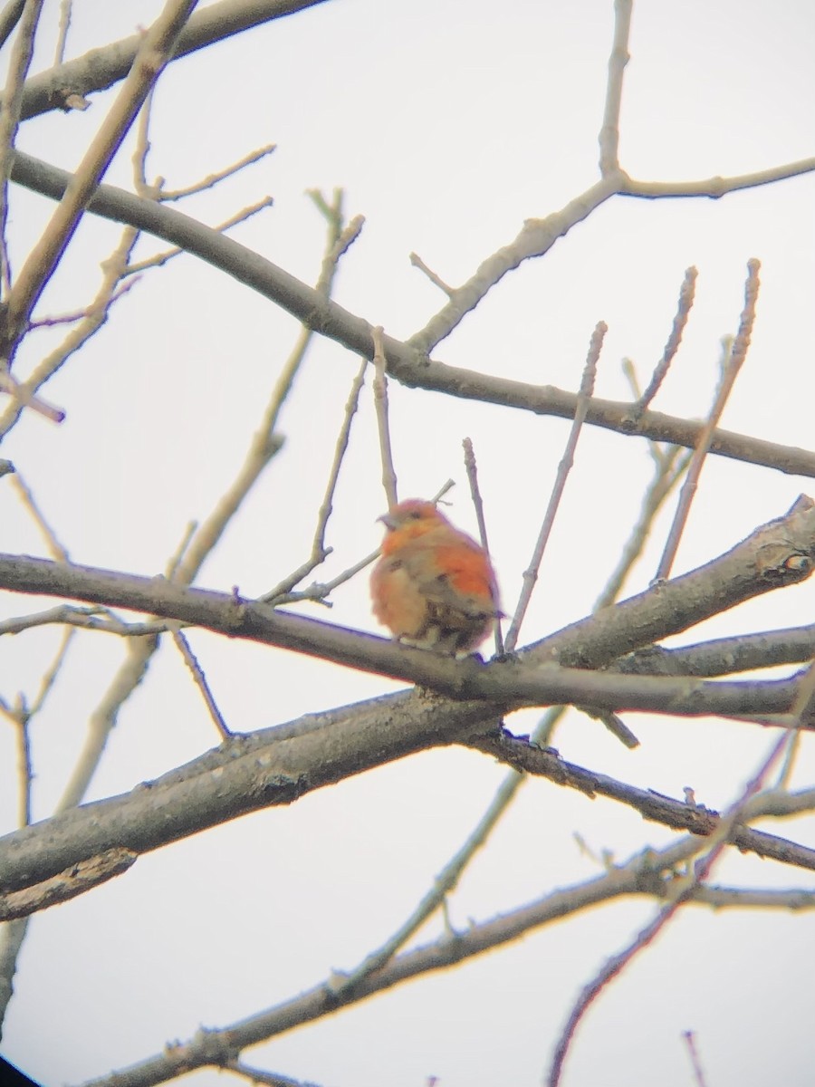 Red Crossbill - ML389997521