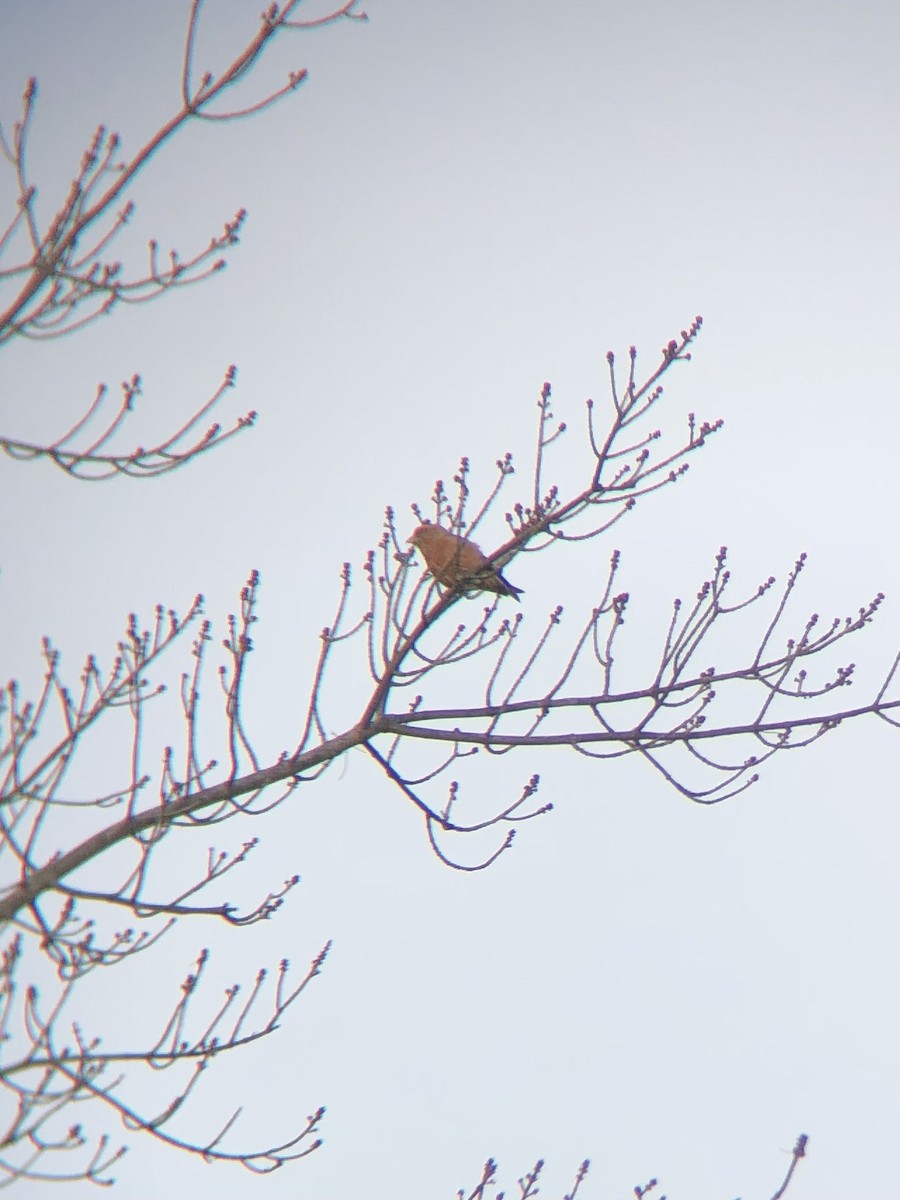 Red Crossbill - ML389997541