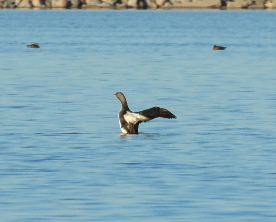 Pacific Loon - ML38999821