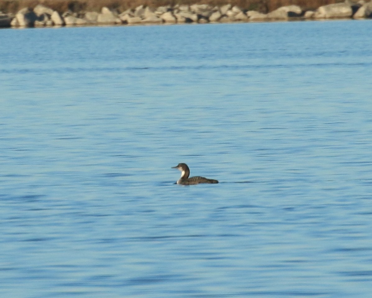 Pacific Loon - ML38999841