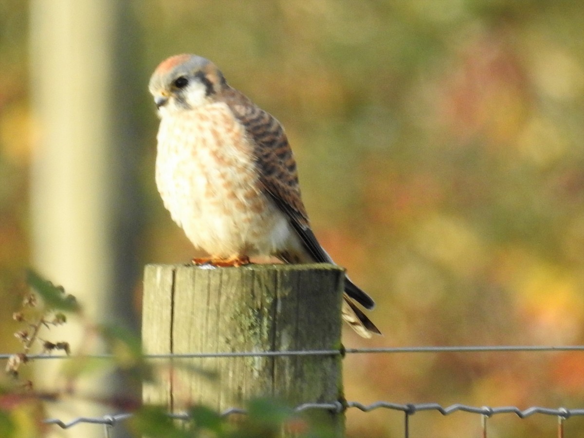 American Kestrel - ML390001381