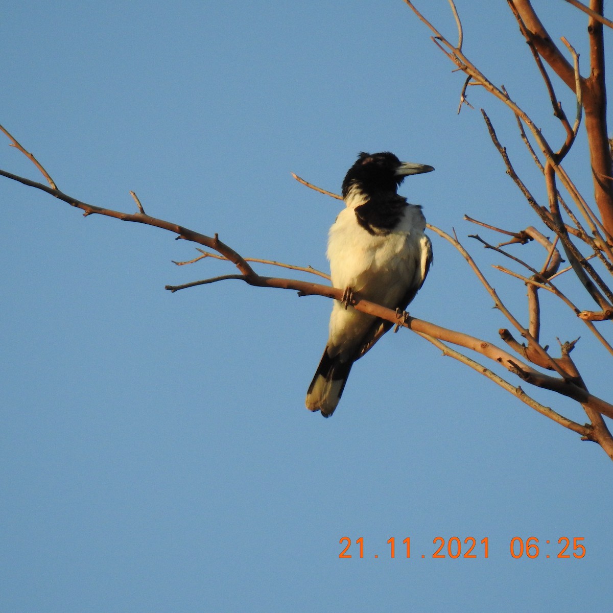 Pied Butcherbird - ML390002071