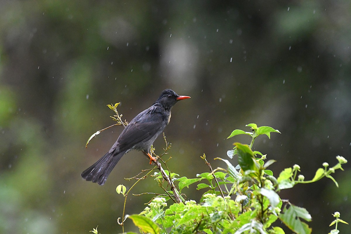 Bulbul des Ghats - ML390004271