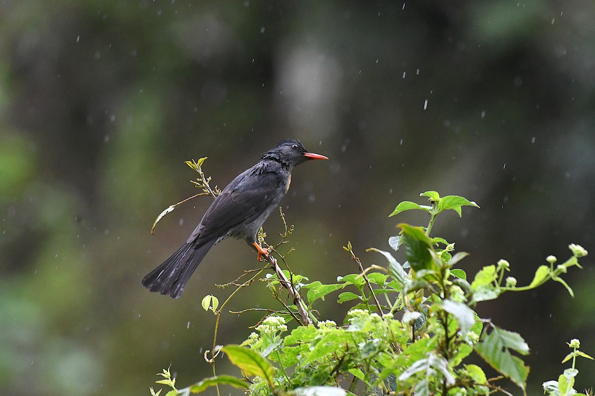 Bulbul des Ghats - ML390004381
