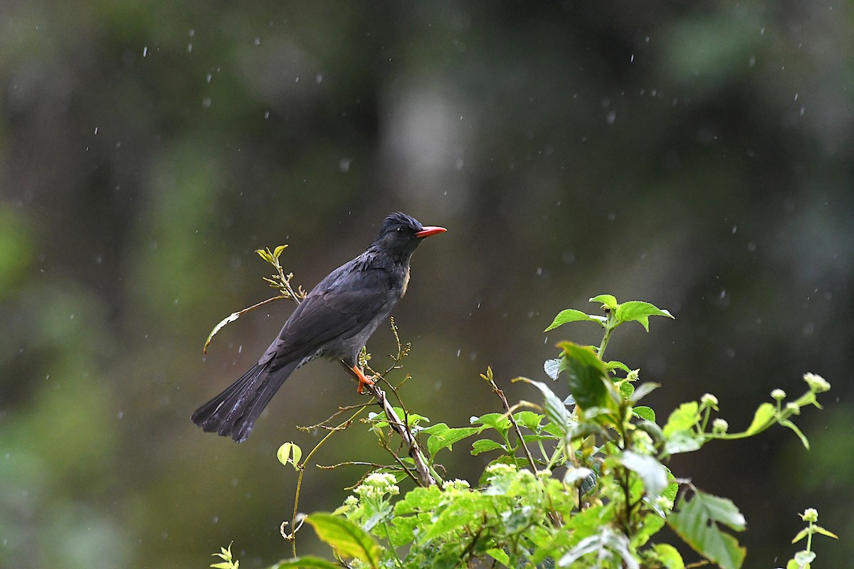 Bulbul des Ghats - ML390004391