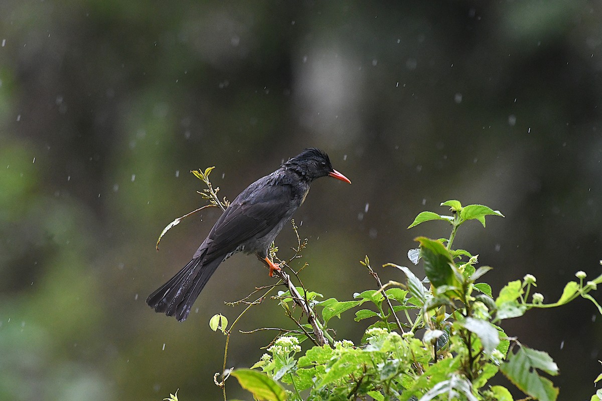 Bulbul des Ghats - ML390004491