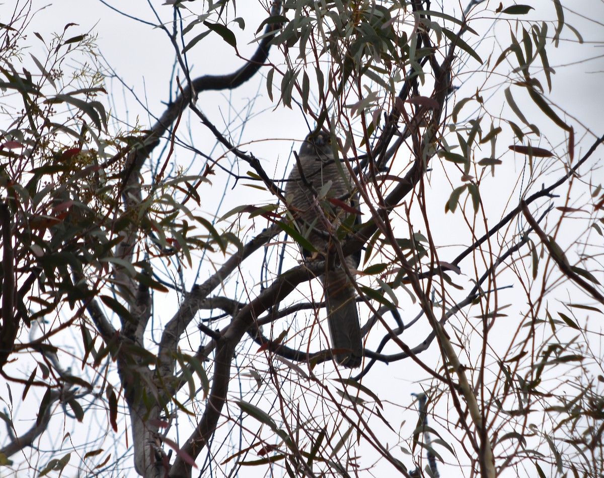 Brown Goshawk - ML390009531