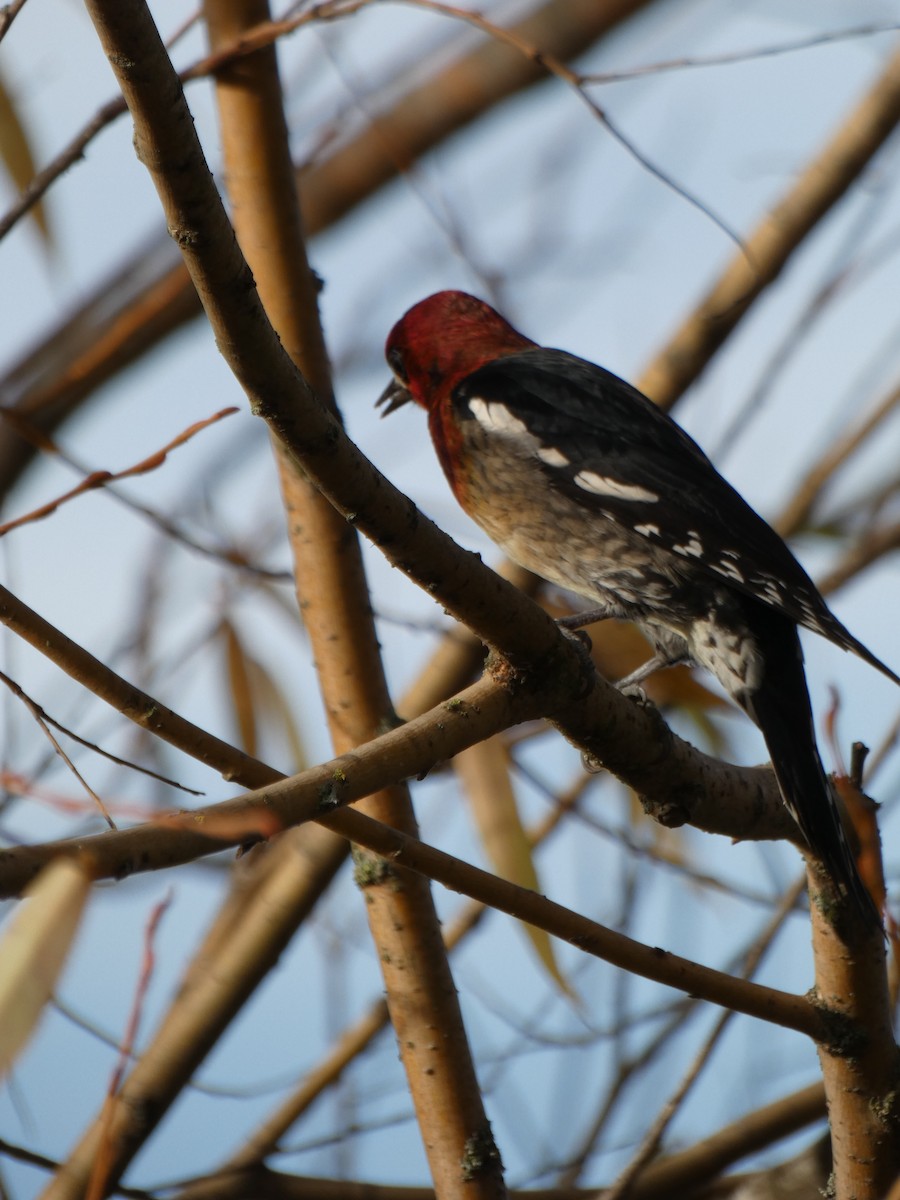 Red-breasted Sapsucker - ML390012041