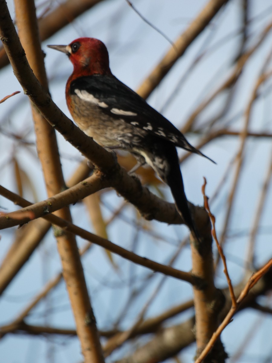 Red-breasted Sapsucker - ML390012051
