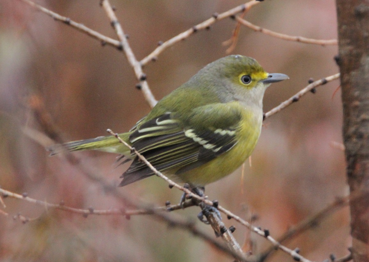 Ak Gözlü Vireo - ML390013141