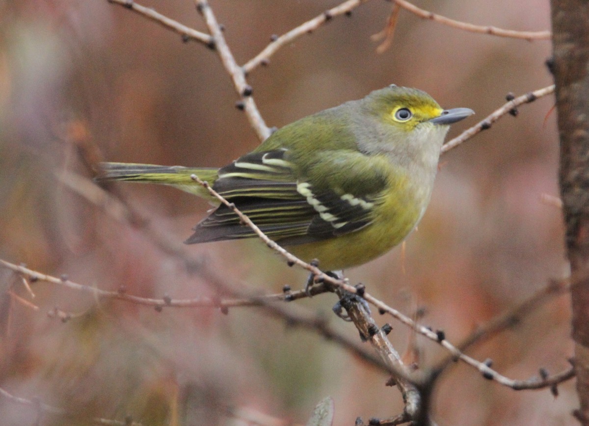 Weißaugenvireo - ML390013151