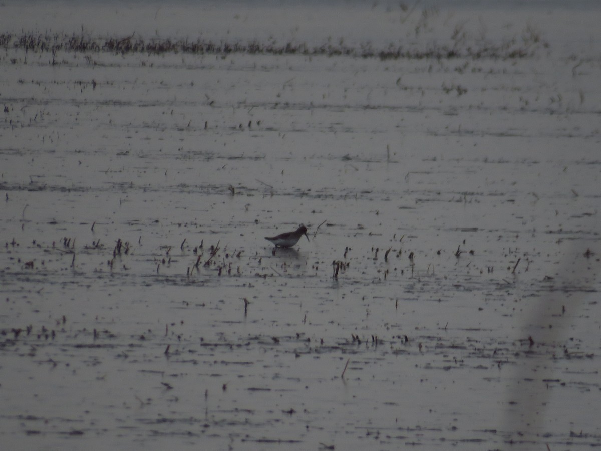 Dunlin - Chris Barrigar