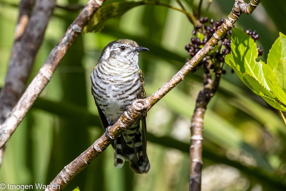 Shining Bronze-Cuckoo - ML390015851