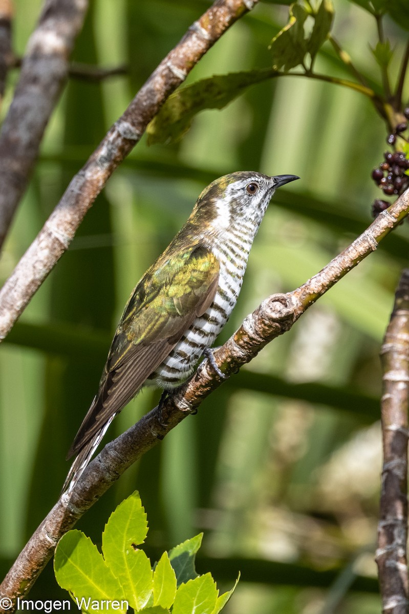 Shining Bronze-Cuckoo - ML390015951