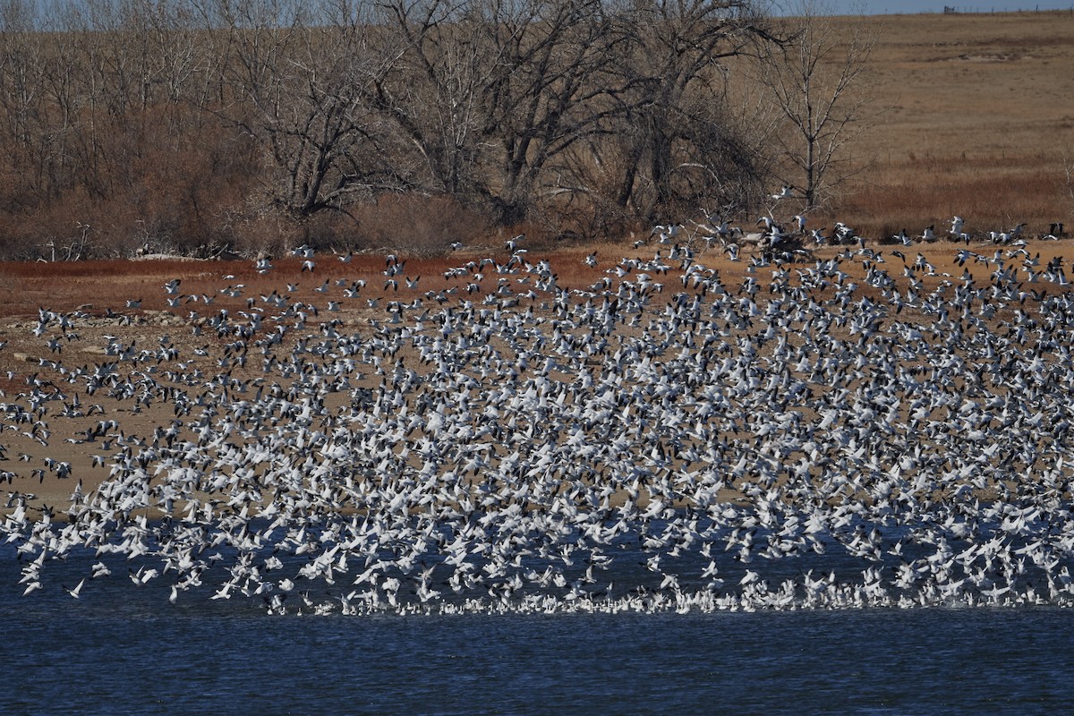 Snow Goose - Thomas Bunker