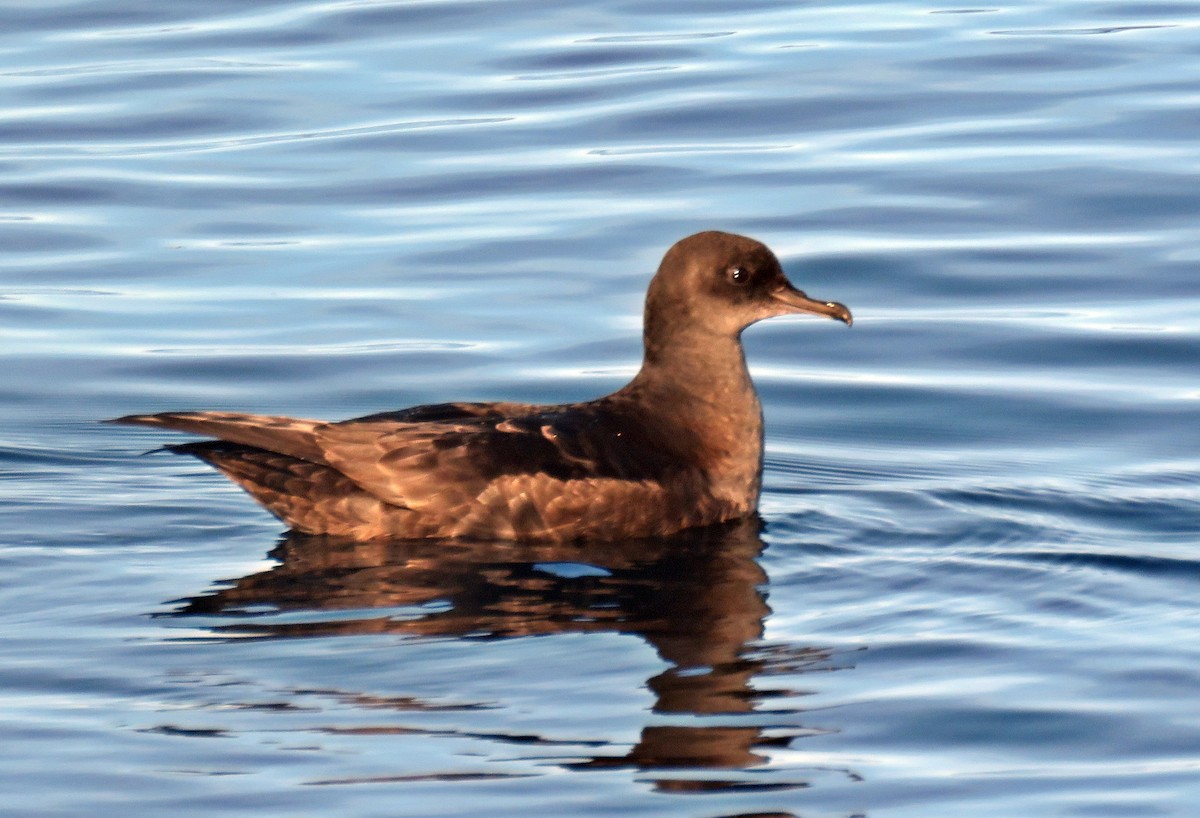 Short-tailed Shearwater - Ken Burton