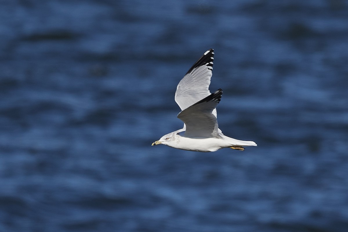 Ring-billed Gull - ML390017451