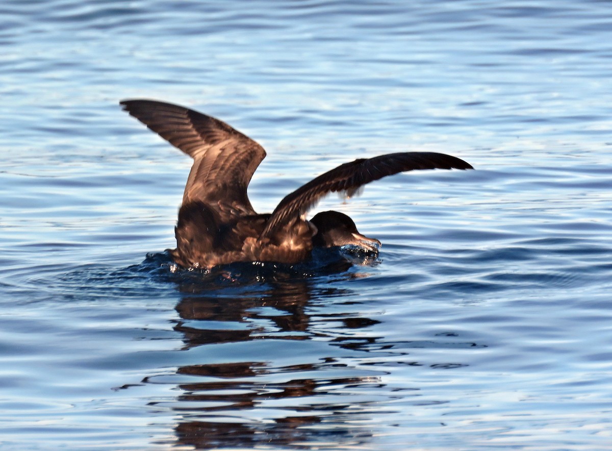 Short-tailed Shearwater - ML390017461