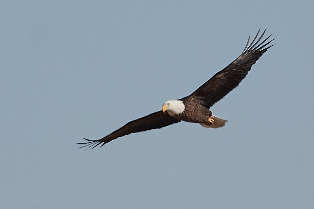 Weißkopf-Seeadler - ML390017551