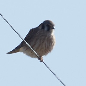 Prairie Falcon - ML390018151