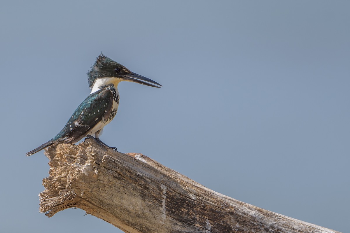 Green Kingfisher - ML390020041