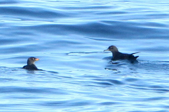 Short-tailed Shearwater - ML390021551