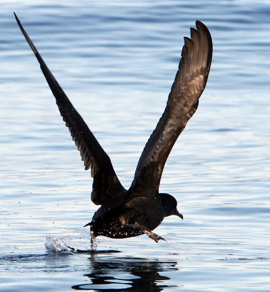 Short-tailed Shearwater - ML390022811