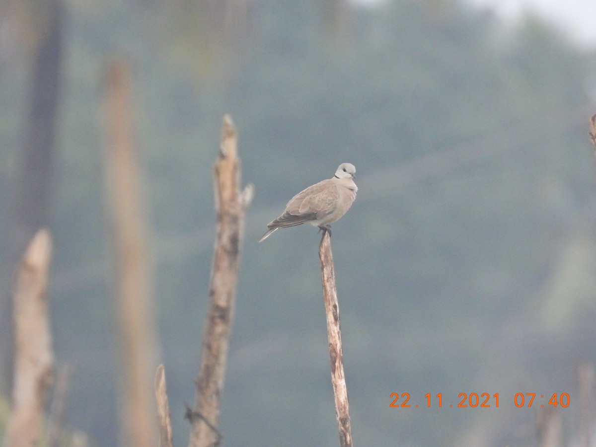 Eurasian Collared-Dove - ML390024771