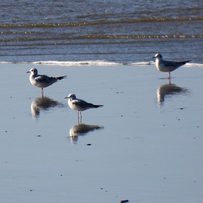 Bonaparte's Gull - ML390026081